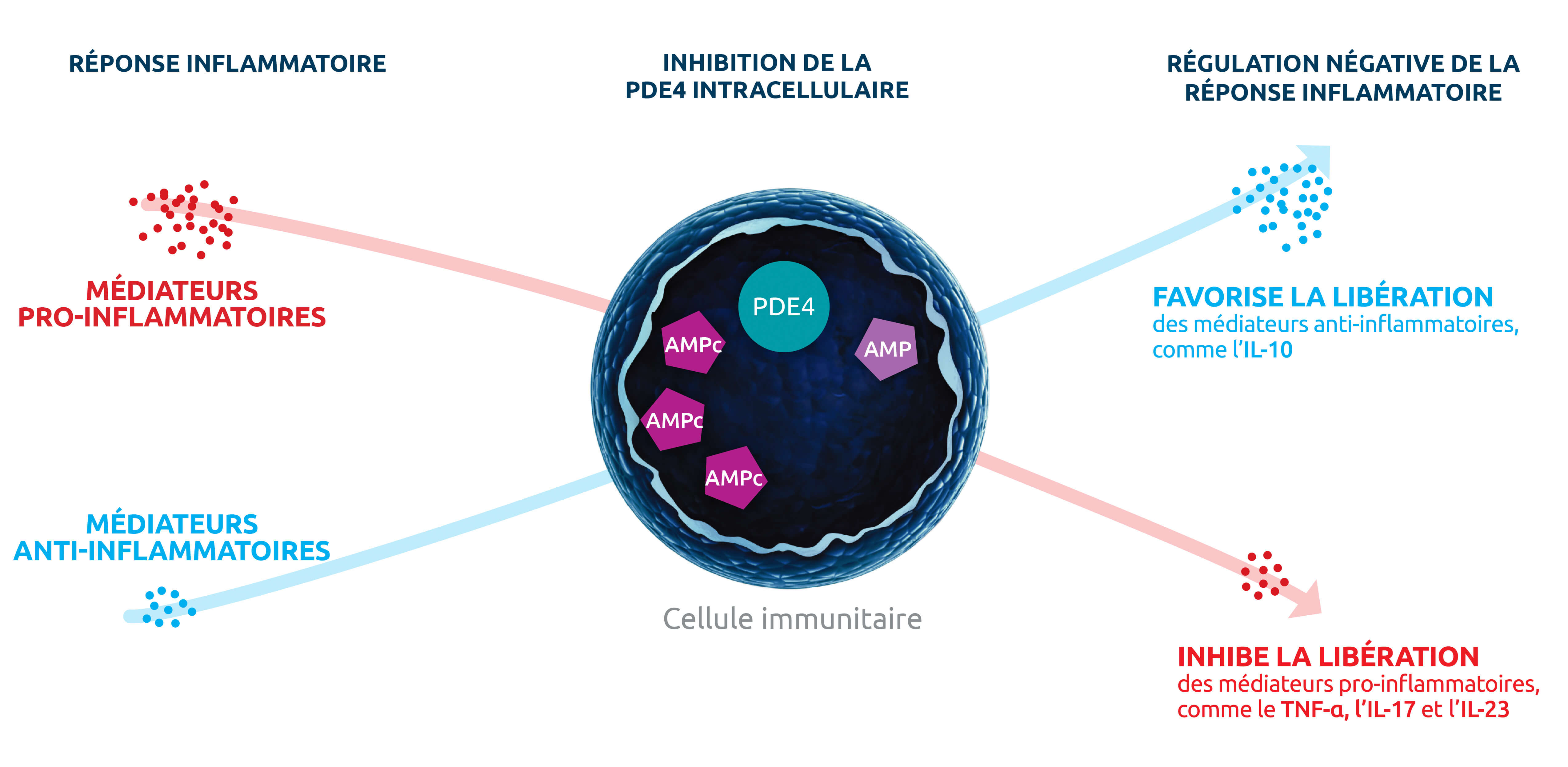 immune-cell-fr